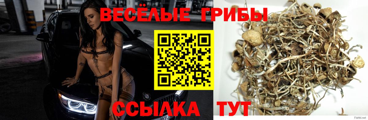 Смоленск  Псилоцибиновые грибы Cubensis  Вход с VPN 